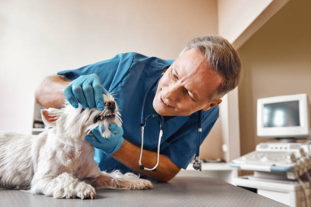 Best Emergency Dental Care for Trauma or Injury in Loxley, AL